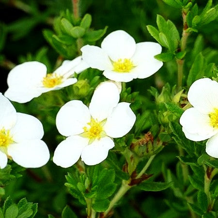 Fünffingerstrauch 'McKay's White' (Potentilla fruticosa)