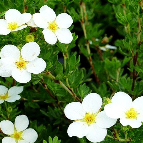Fünffingerstrauch 'McKay's White' (Potentilla fruticosa)