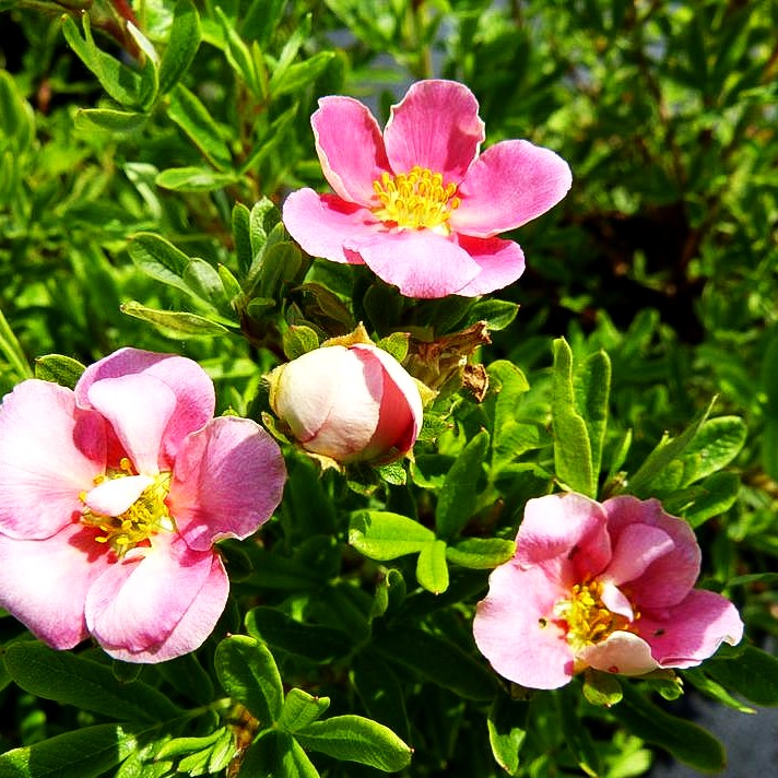 Fünffingerstrauch 'Pink Paradise' (Potentilla fruticosa)