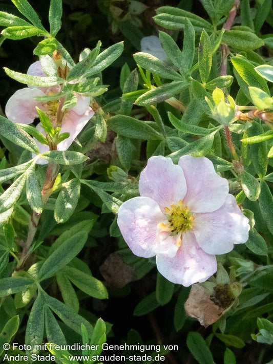 Fünffingerstrauch 'Pretty Polly' (Potentilla fruticosa)