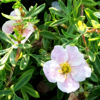 Fünffingerstrauch 'Pretty Polly' (Potentilla fruticosa)