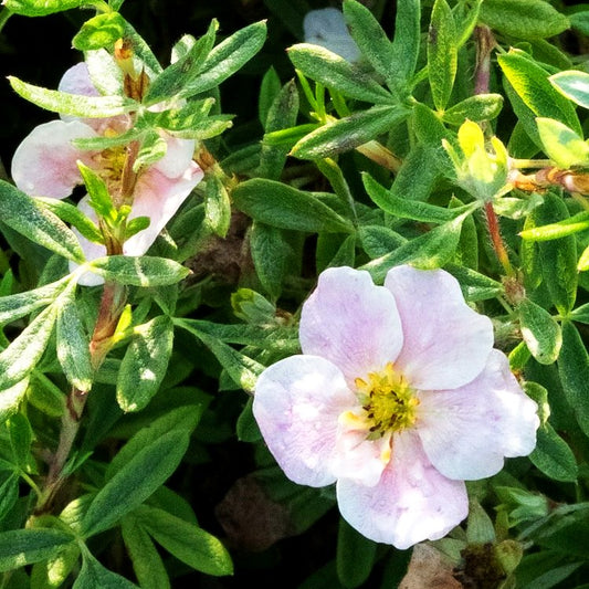 Fünffingerstrauch 'Pretty Polly' (Potentilla fruticosa)