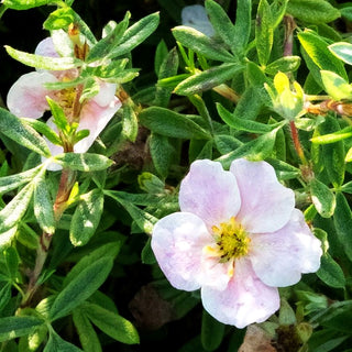 Fünffingerstrauch 'Pretty Polly' (Potentilla fruticosa)