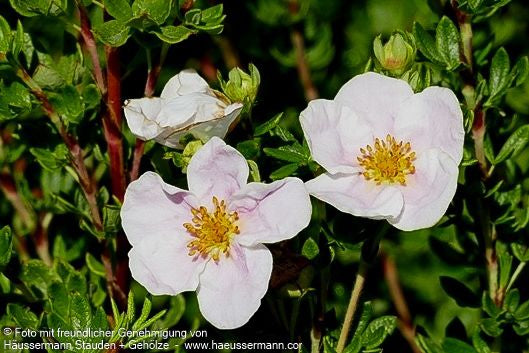 Fünffingerstrauch 'Princess' (Potentilla fruticosa)
