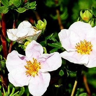 Fünffingerstrauch 'Princess' (Potentilla fruticosa)