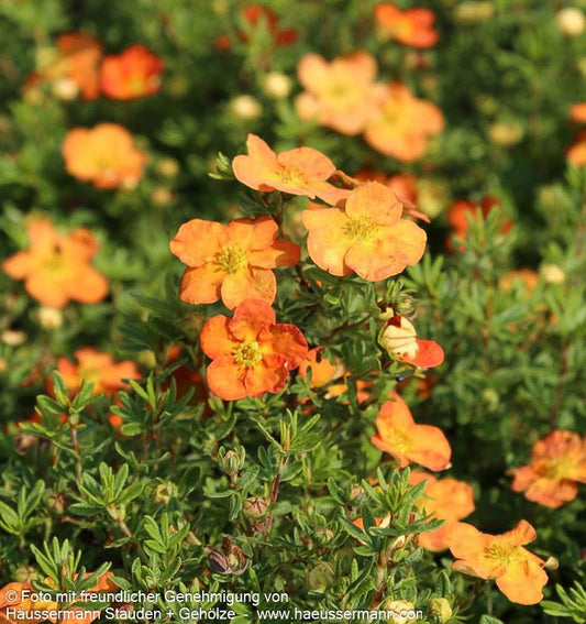 Fünffingerstrauch 'Red Ace' (Potentilla fruticosa)