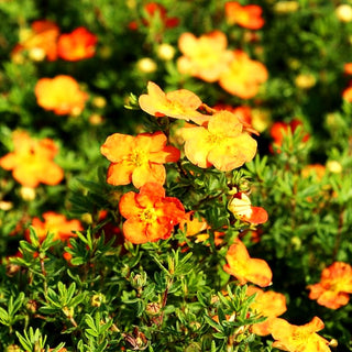 Fünffingerstrauch 'Red Ace' (Potentilla fruticosa)