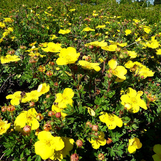 Fünffingerstrauch 'Sommerflor' (Potentilla fruticosa)