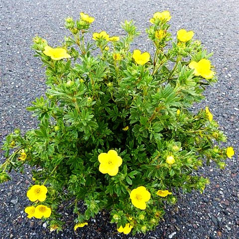 Fünffingerstrauch 'Sommerflor' (Potentilla fruticosa)