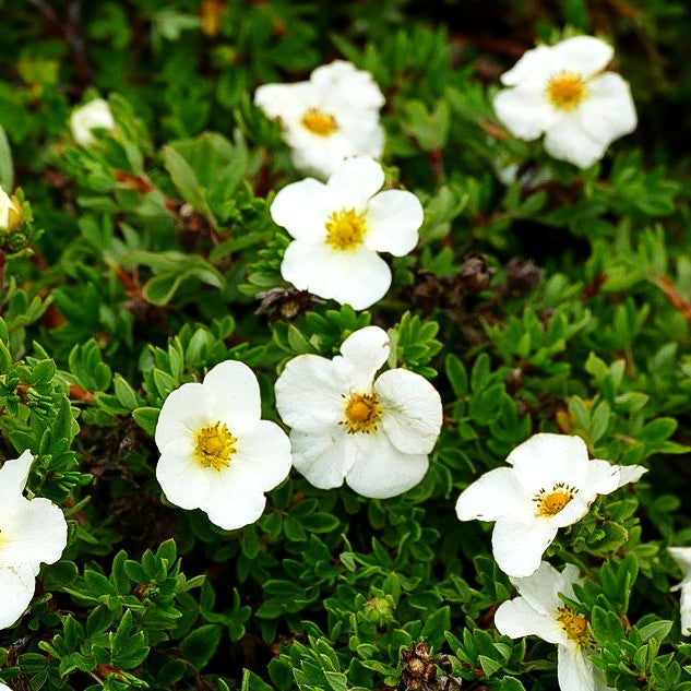 Fünffingerstrauch 'Tilford Cream' (Potentilla fruticosa)