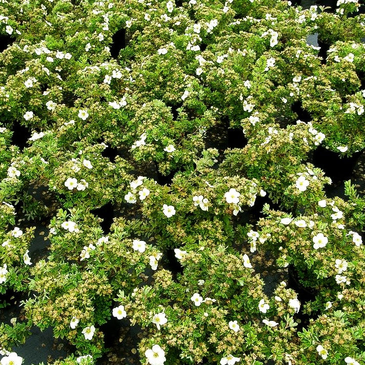 Fünffingerstrauch 'Tilford Cream' (Potentilla fruticosa)