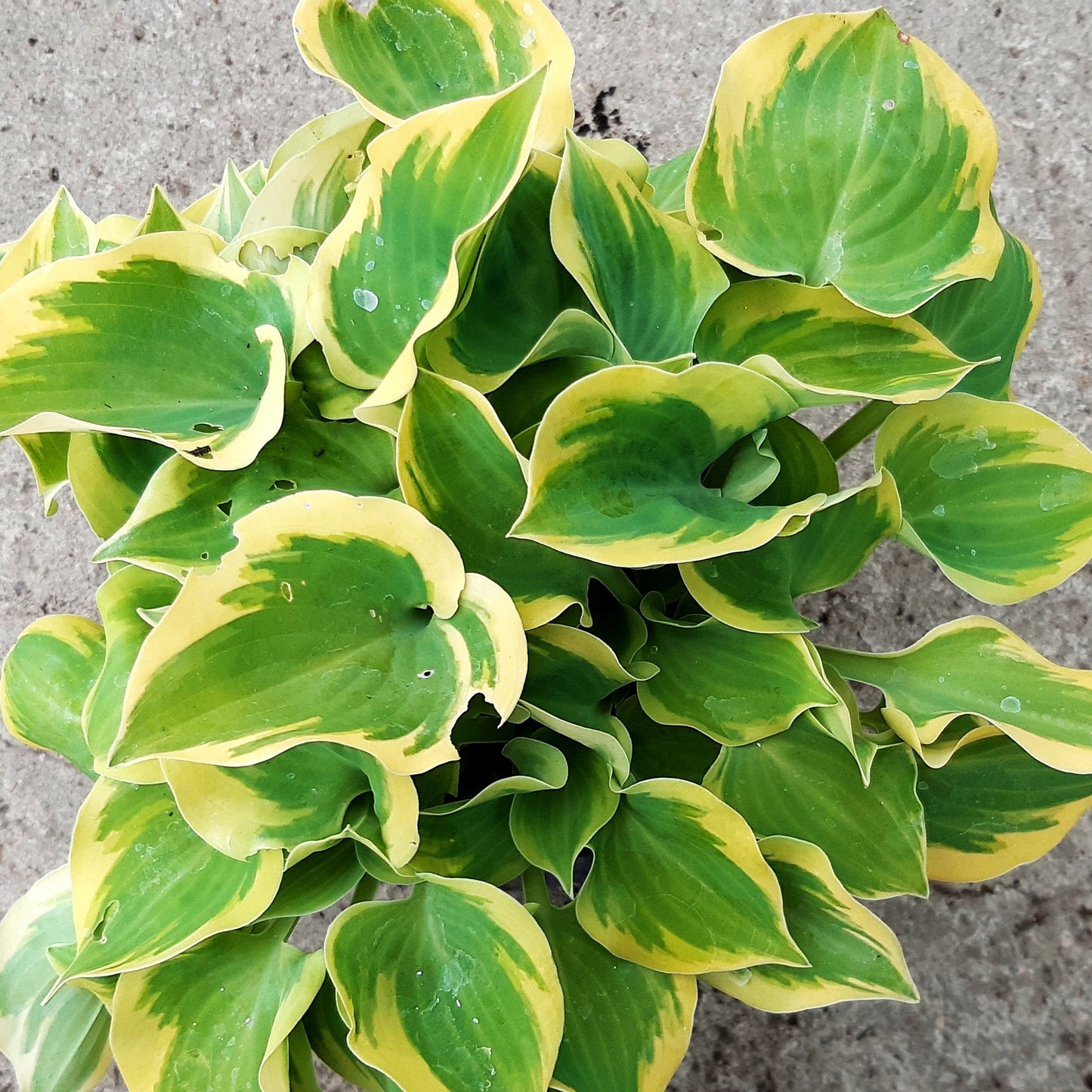 Funkie 'Lakeside Scamp' (Hosta x cult.)