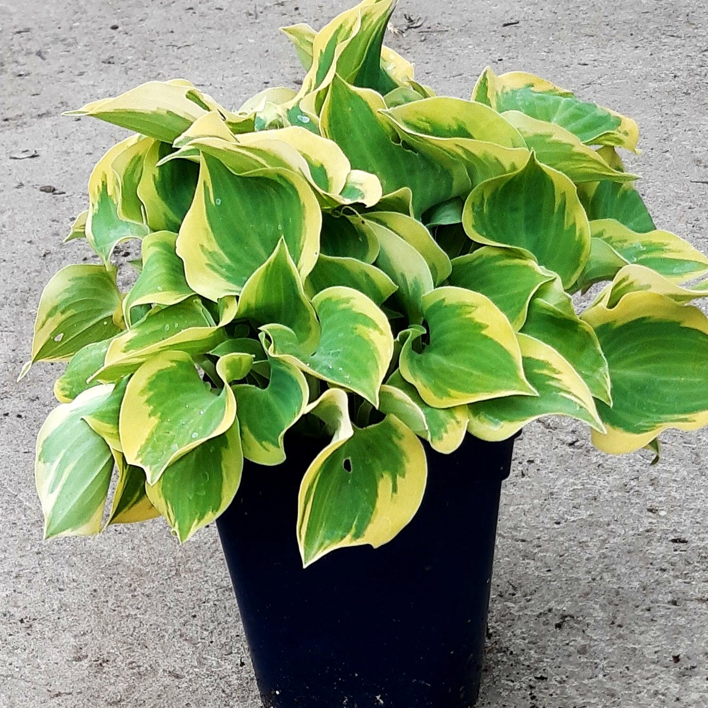 Funkie 'Lakeside Scamp' (Hosta x cult.)