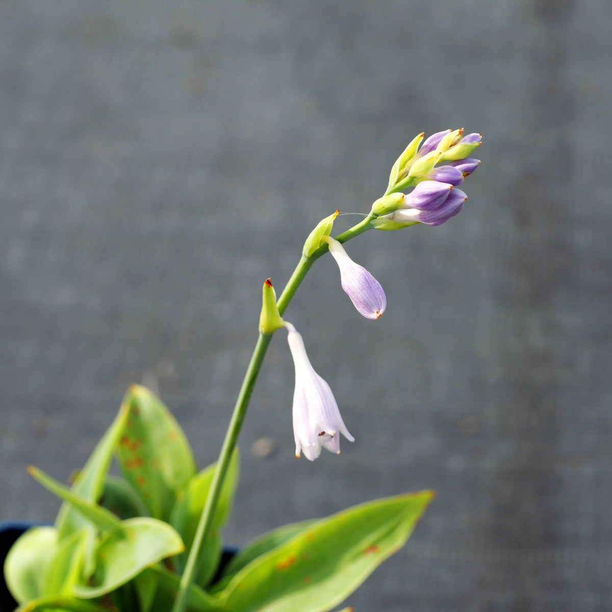 Funkie 'Prairie Sky' (Hosta x cult.)