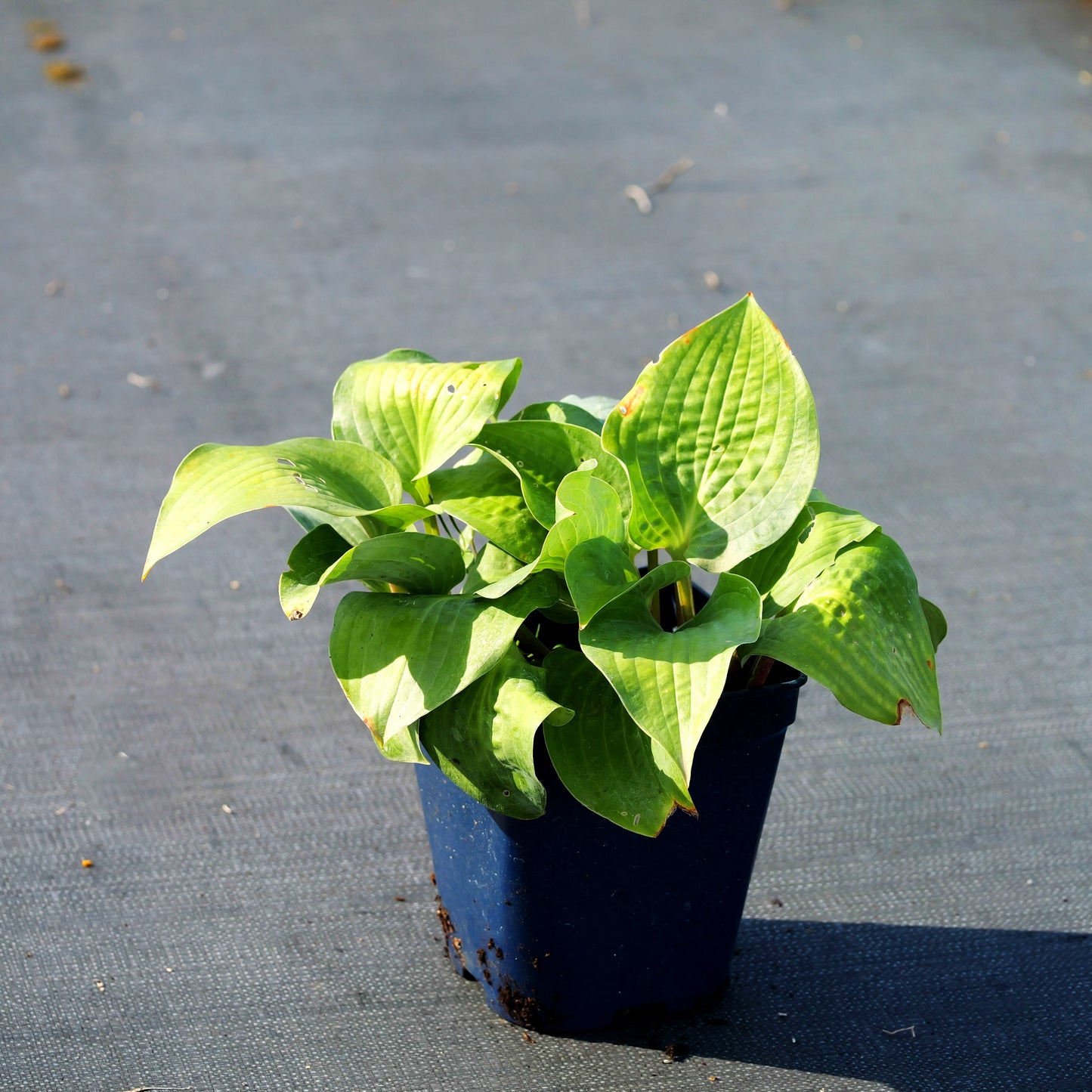 Funkie 'Red Cadet' (Hosta x cult.)