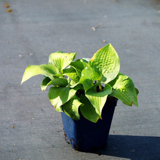 Funkie 'Red Cadet' (Hosta x cult.)