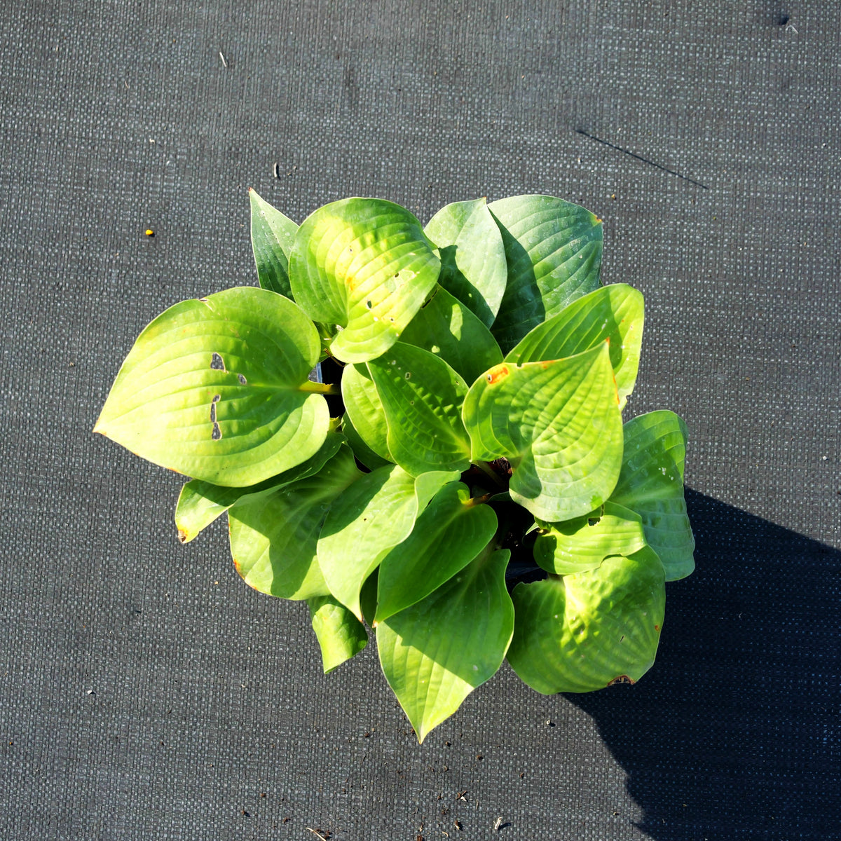 Funkie 'Red Cadet' (Hosta x cult.)