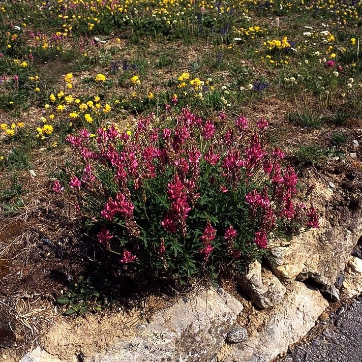 Futter-Esparsette (Onobrychis viciifolia)