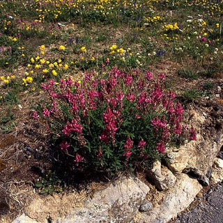 Futter-Esparsette (Onobrychis viciifolia)
