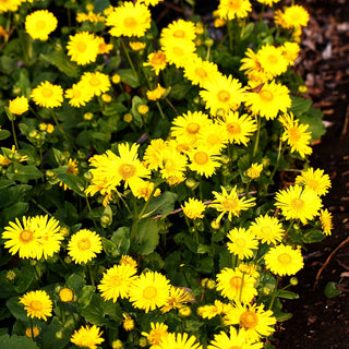 Gämswurz 'Leonardo Compact' (Doronicum orientale)