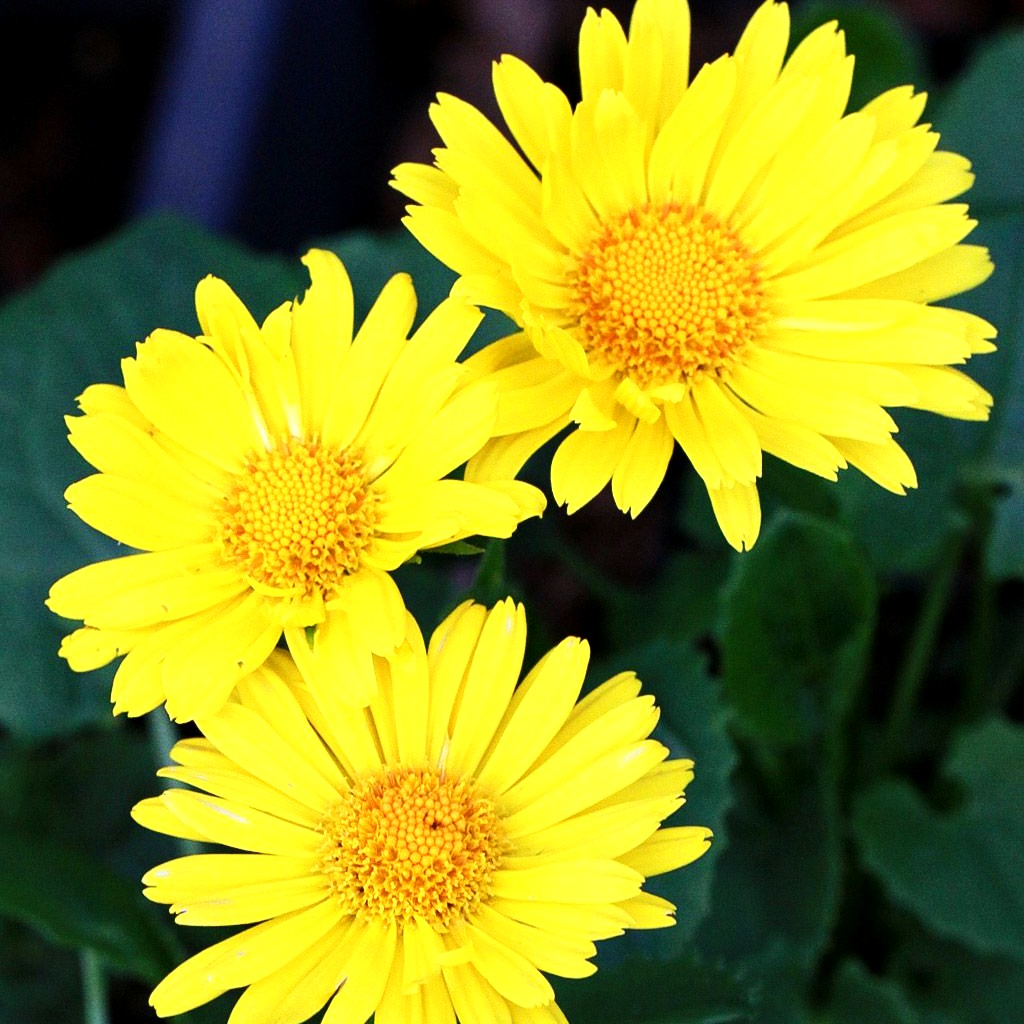 Gämswurz 'Leonardo Compact' (Doronicum orientale)
