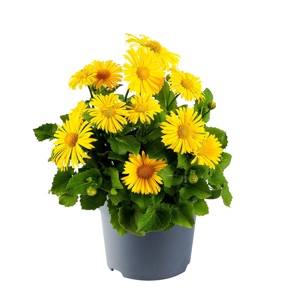 Gämswurz 'Leonardo Compact' (Doronicum orientale)