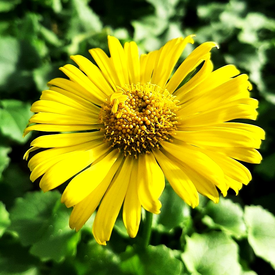 Gämswurz 'Leonardo Compact' (Doronicum orientale)