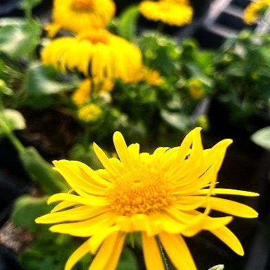 Gämswurz 'Leonardo Compact' (Doronicum orientale)
