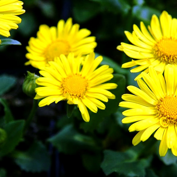 Gämswurz 'Leonardo' (Doronicum orientale)