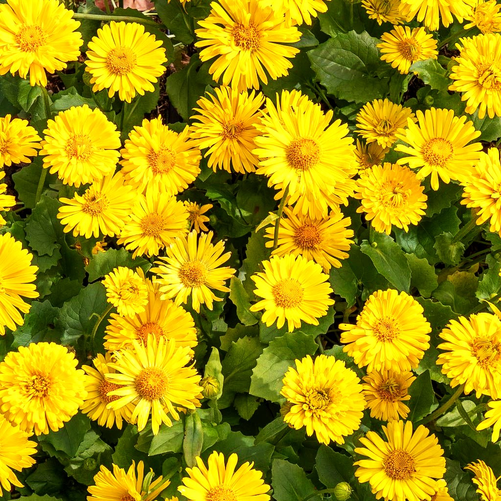 Gämswurz 'Little Leo' (Doronicum orientale)