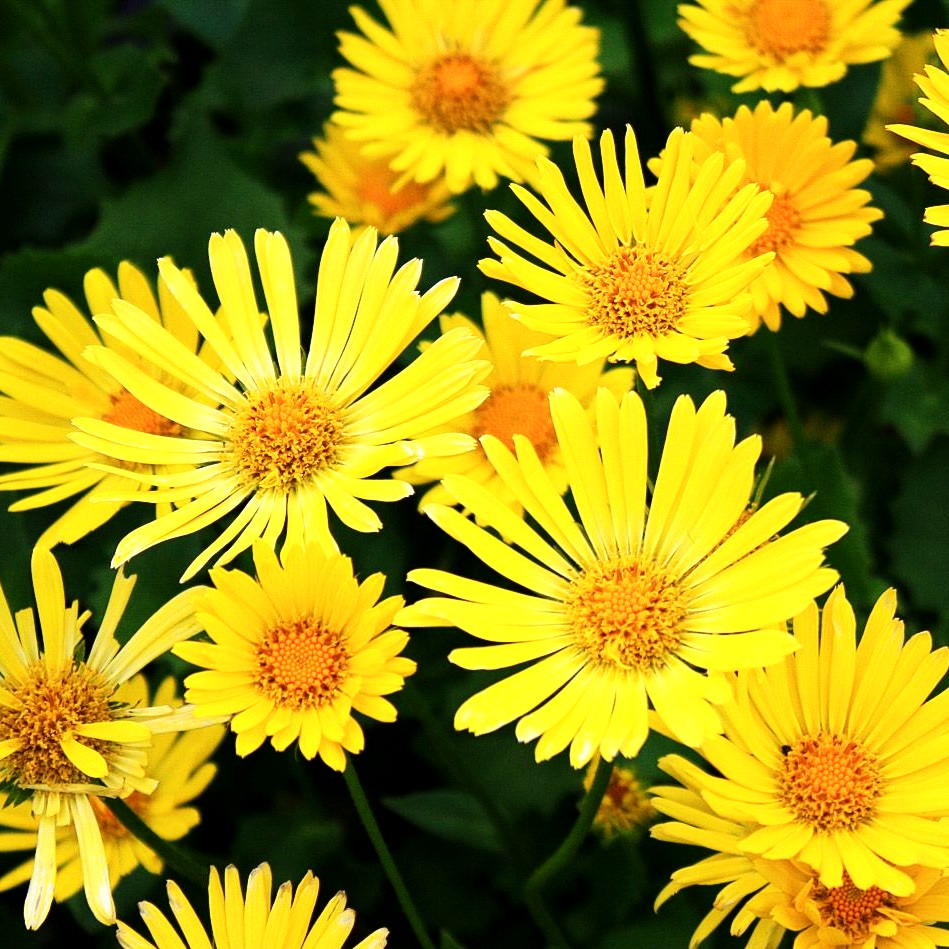 Gämswurz 'Little Leo' (Doronicum orientale)
