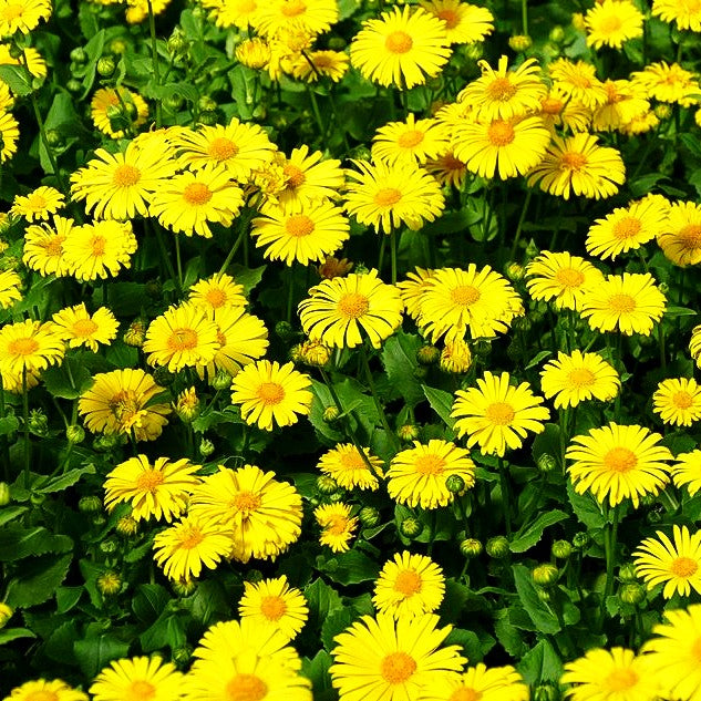 Gämswurz 'Little Leo' (Doronicum orientale)