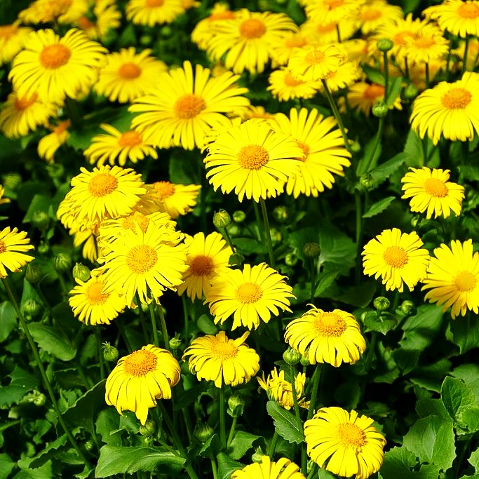 Gämswurz 'Little Leo' (Doronicum orientale)