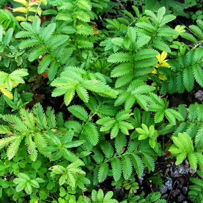 Gänse-Fingerkraut (Potentilla anserina)