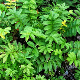 Gänse-Fingerkraut (Potentilla anserina)
