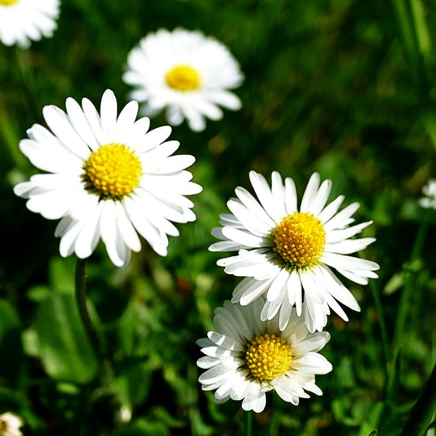 Gänseblümchen (Bellis perennis)