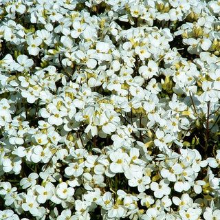 Gänsekresse 'Schneehaube' (Arabis caucasica)