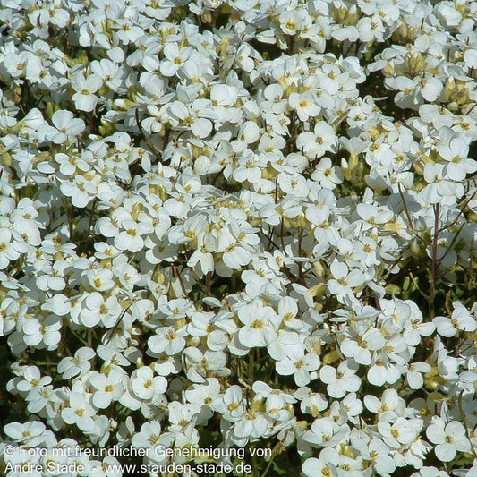 Gänsekresse 'Schneehaube' (Arabis caucasica)