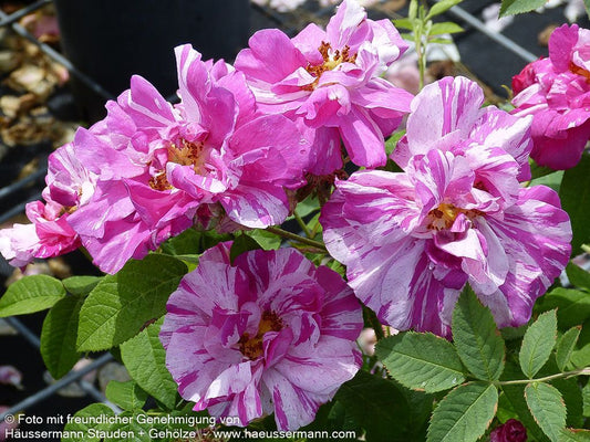 Gallische Rose 'Versicolor' (Rosa gallica  STR V)