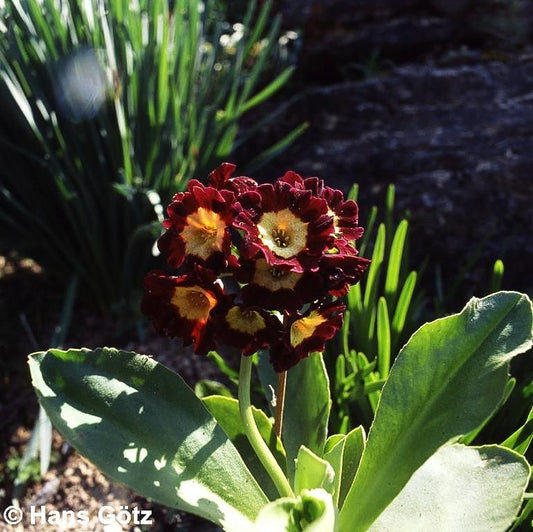 Garten-Aurikel (Primula x pubescens)
