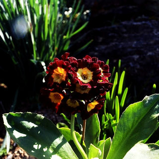 Garten-Aurikel (Primula x pubescens)