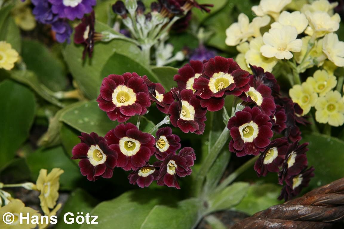 Garten-Aurikel (Primula x pubescens)