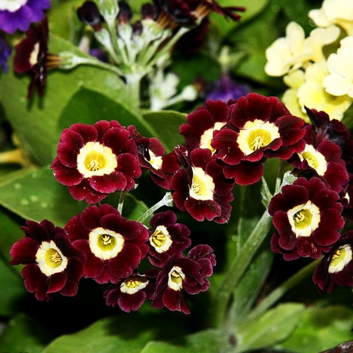 Garten-Aurikel (Primula x pubescens)