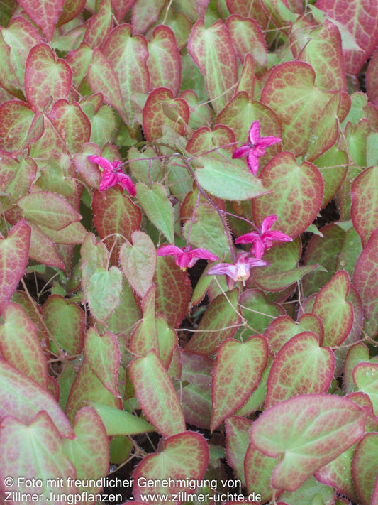 Garten-Elfenblume 'Galadriel' (Epimedium x rubrum)