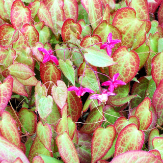 Garten-Elfenblume 'Galadriel' (Epimedium x rubrum)