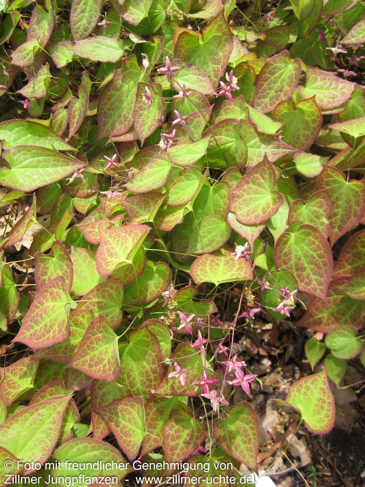 Garten-Elfenblume 'Galadriel' (Epimedium x rubrum)