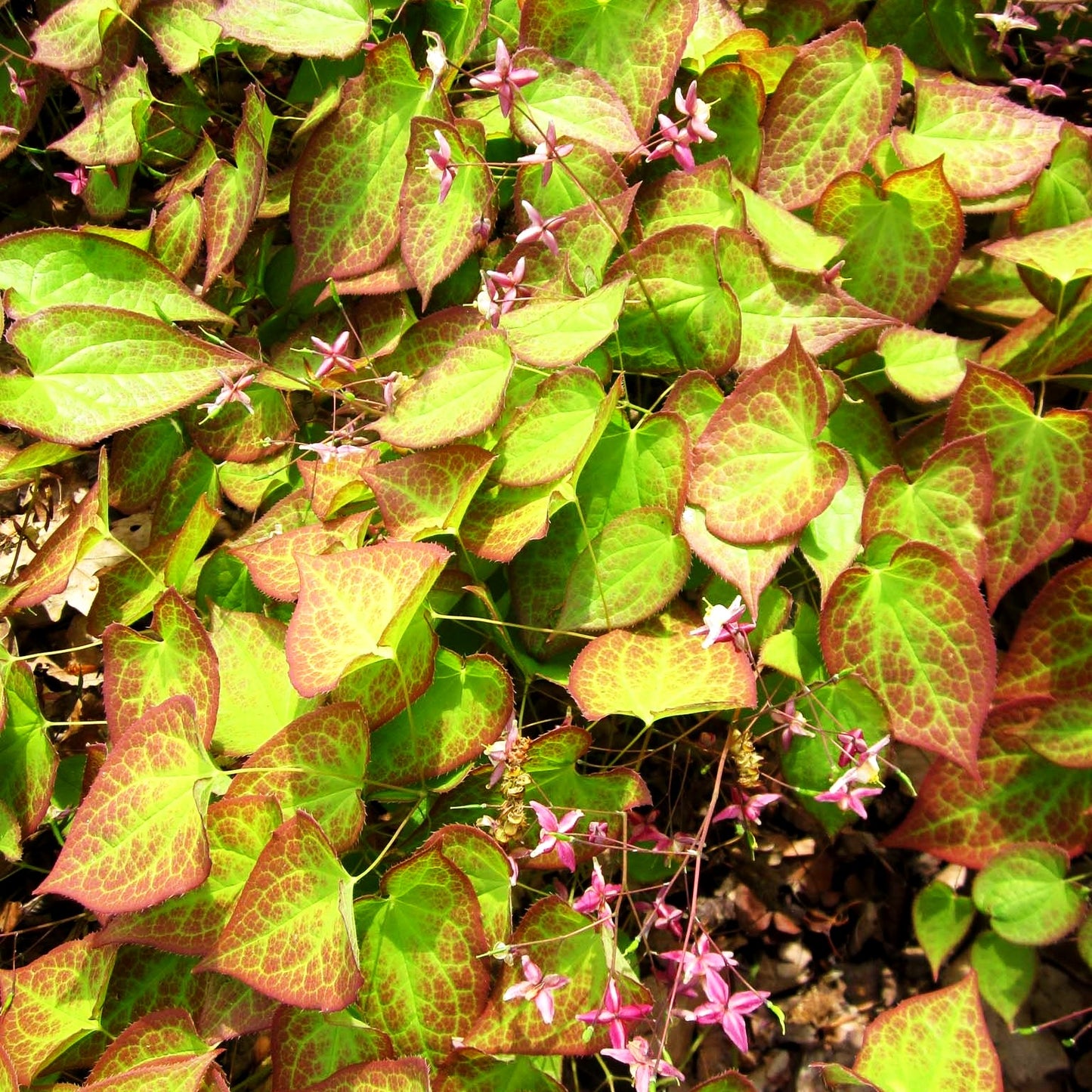 Garten-Elfenblume 'Galadriel' (Epimedium x rubrum)