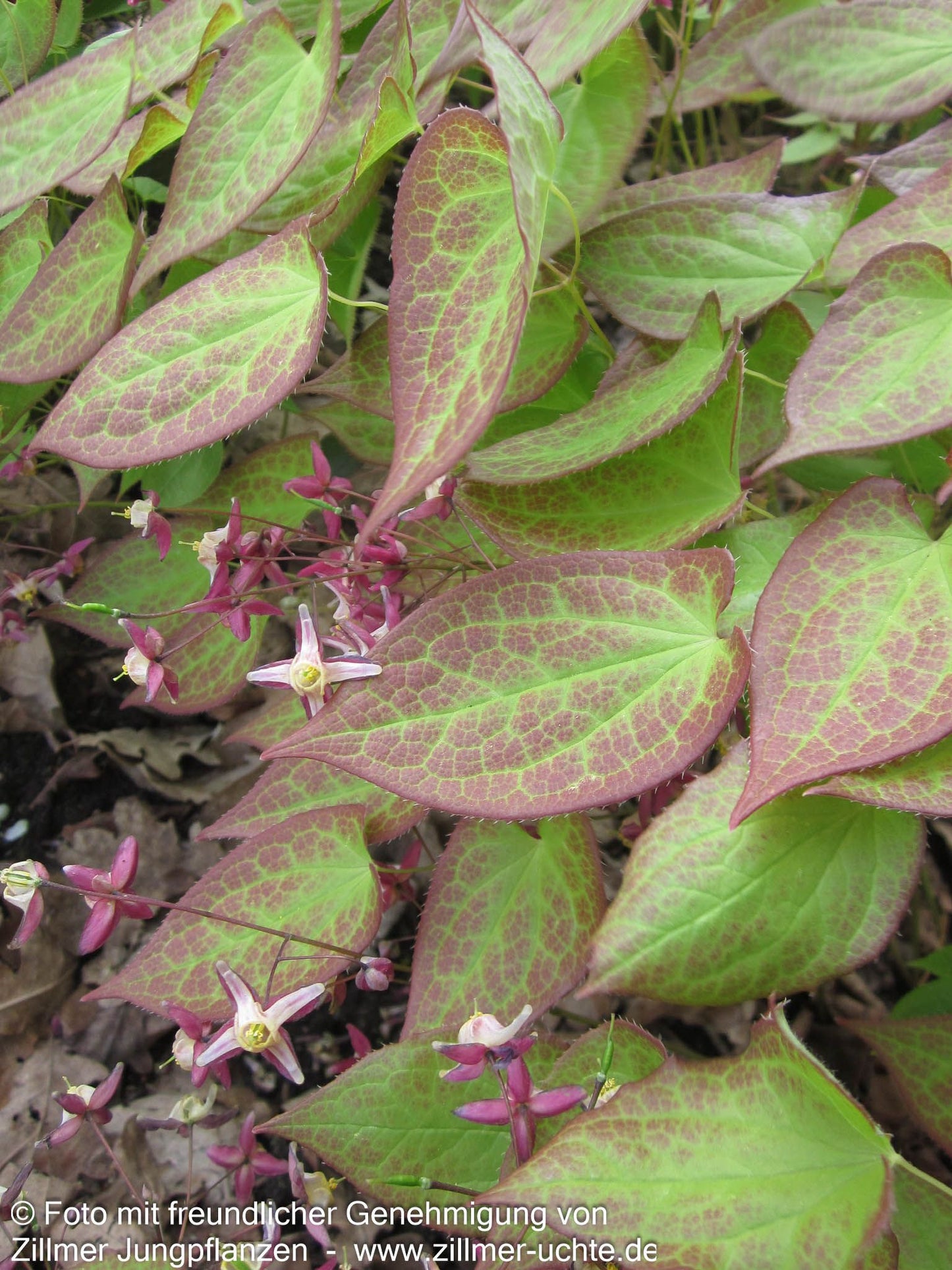 Garten-Elfenblume 'Galadriel' (Epimedium x rubrum)