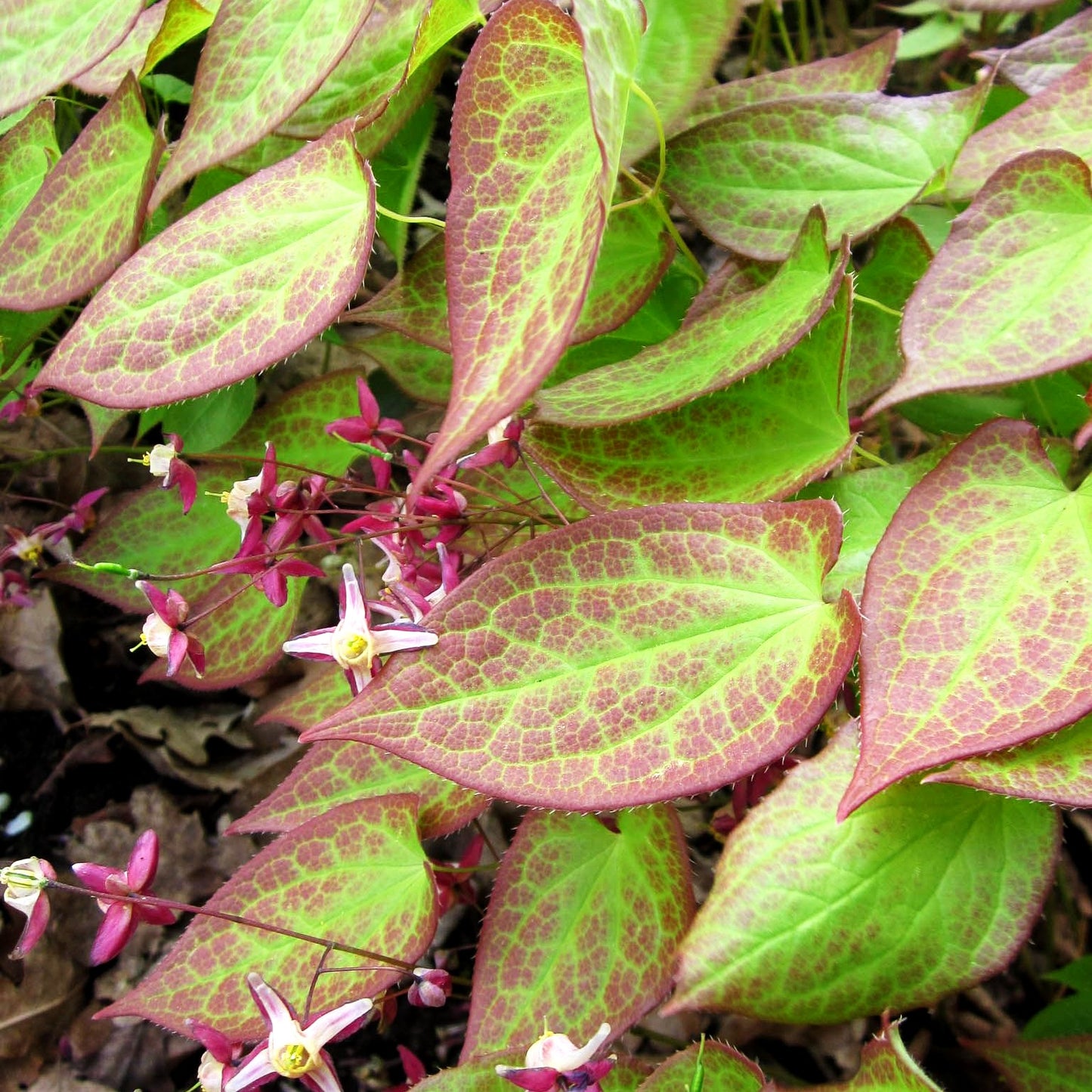 Garten-Elfenblume 'Galadriel' (Epimedium x rubrum)