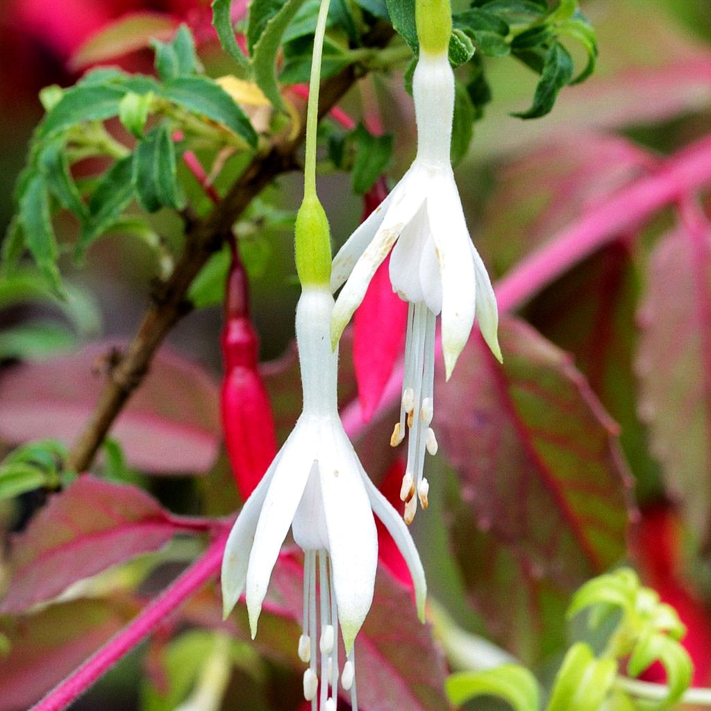 Garten-Fuchsie (Fuchsia magellanica var.alba)
